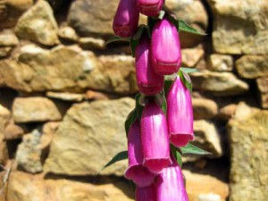 foxglove