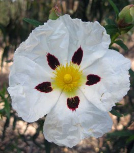 fried-egg-flower