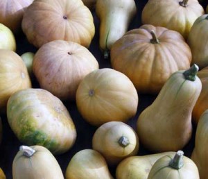 pumpkin-harvest